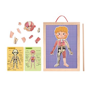Tooky Toy Company Body Magnetic Chart